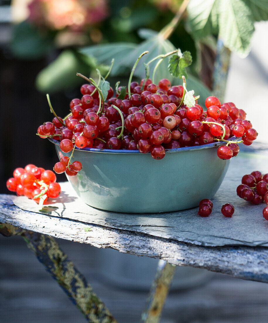 Red currants in enamel bowl on garden chair