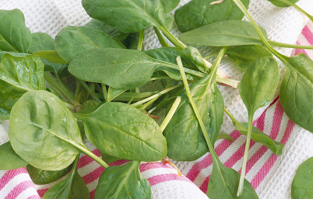 Fresh spinach leaves on a white and red tea towel