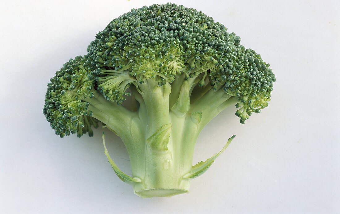 One broccoli on a light background
