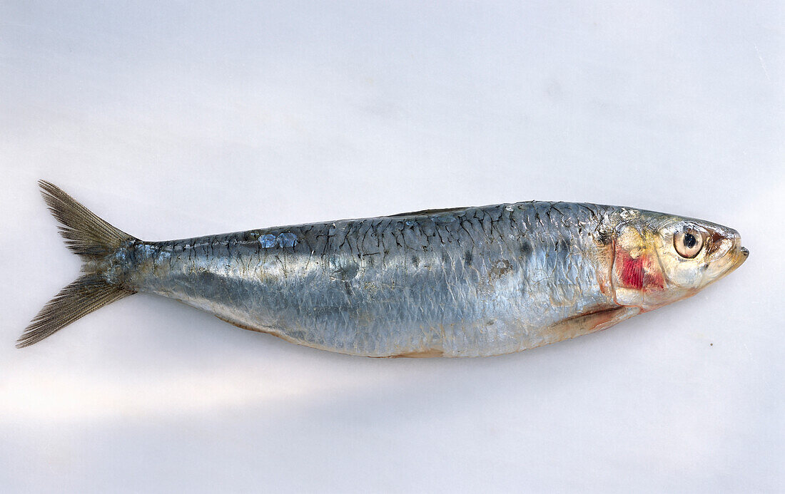One sardine on a light background