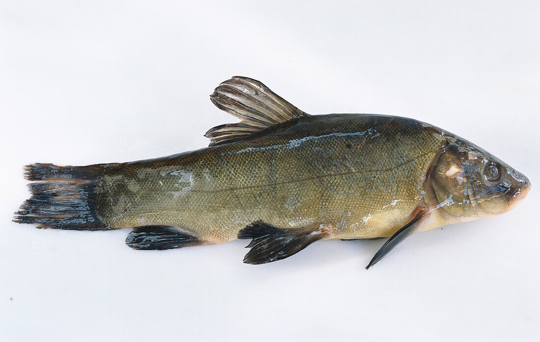Tench on light background