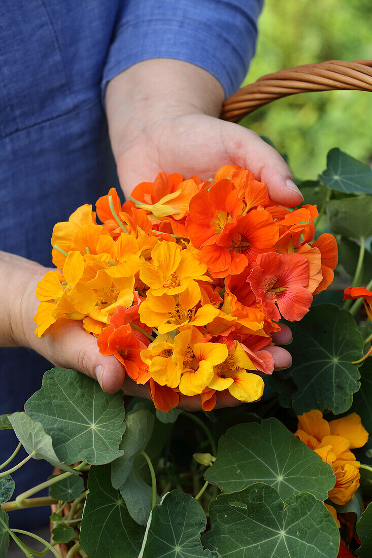 Hände halten Kapuzinerblüten