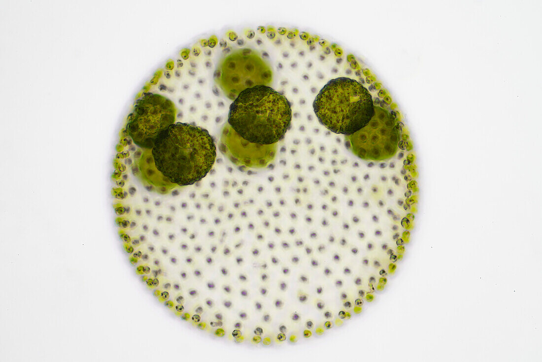 Volvox sp, algae, light micrograph