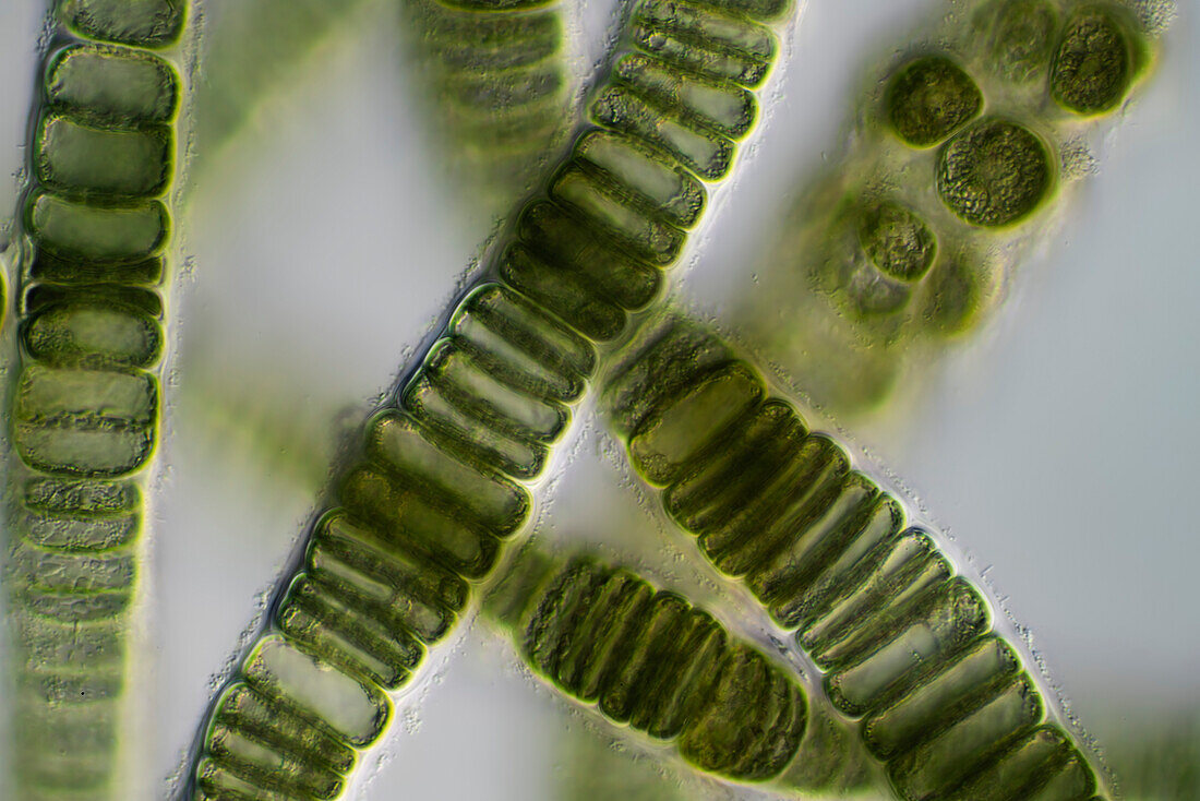Compsopogon sp, algae, light micrograph