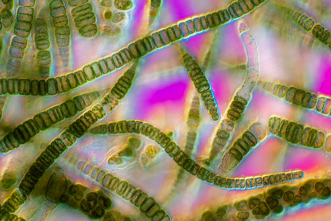 Compsopogon sp, algae, light micrograph