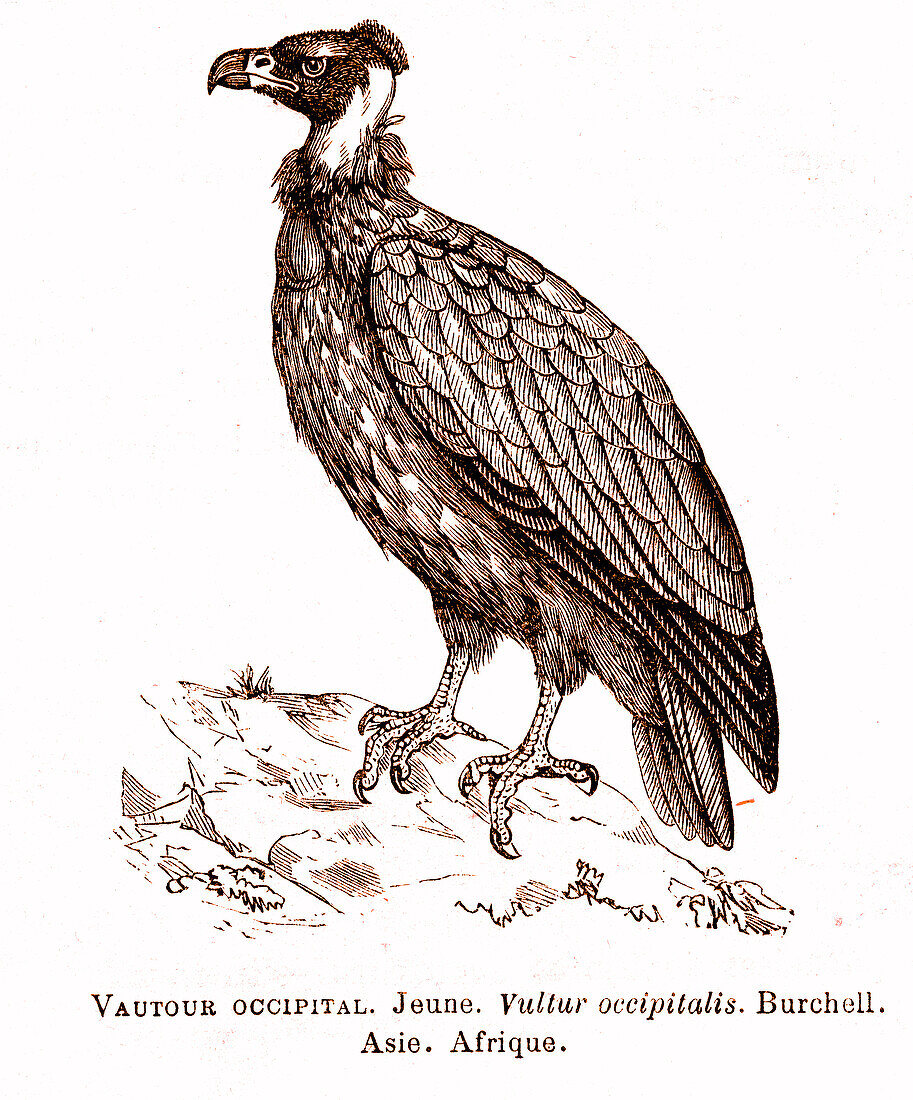 White-headed vulture, illustration
