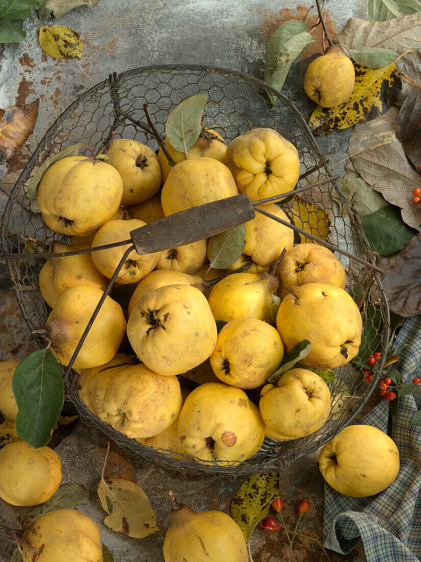 Quinces in a vintage wire basket