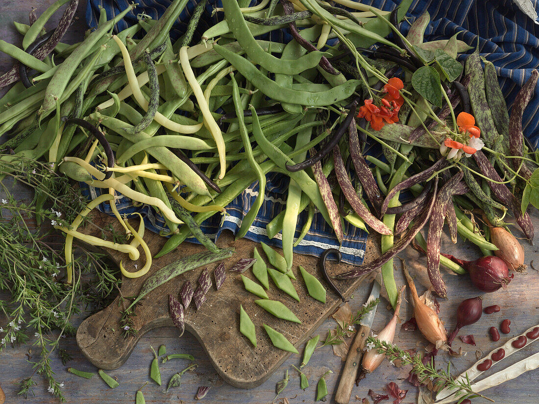 Different kinds of bush beans