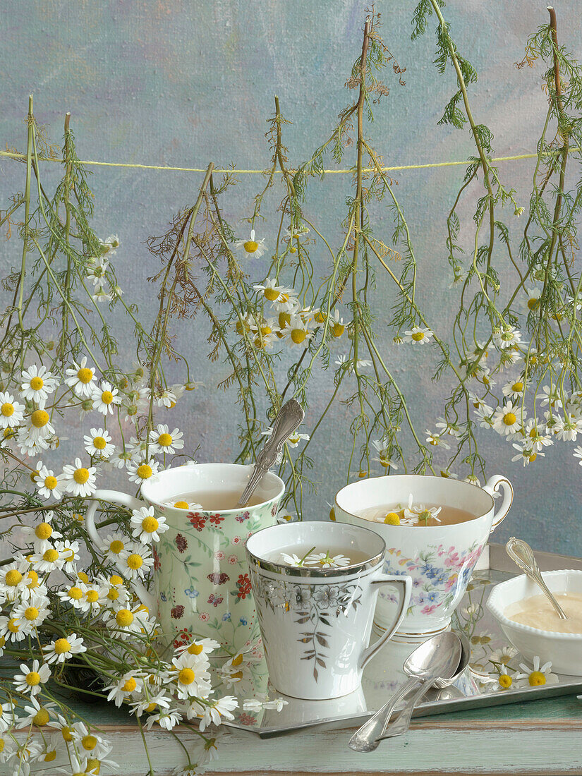 Drei Tassen Kamillentee, umgeben von Kamillenblüten