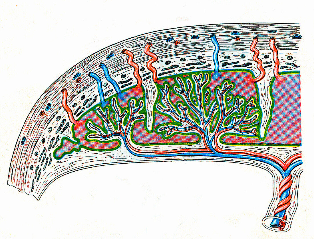 Placental circulation, illustration