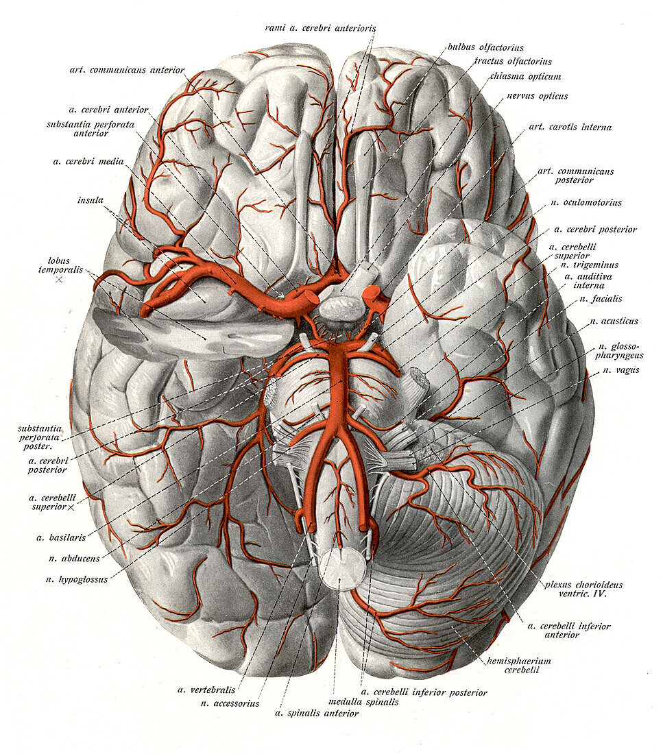 Arteries at base of brain, illustration