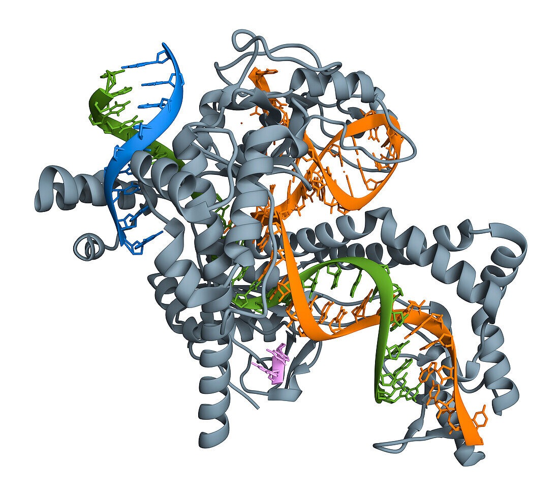 CRISPR-Cas12j protein complexed to RNA, molecular model