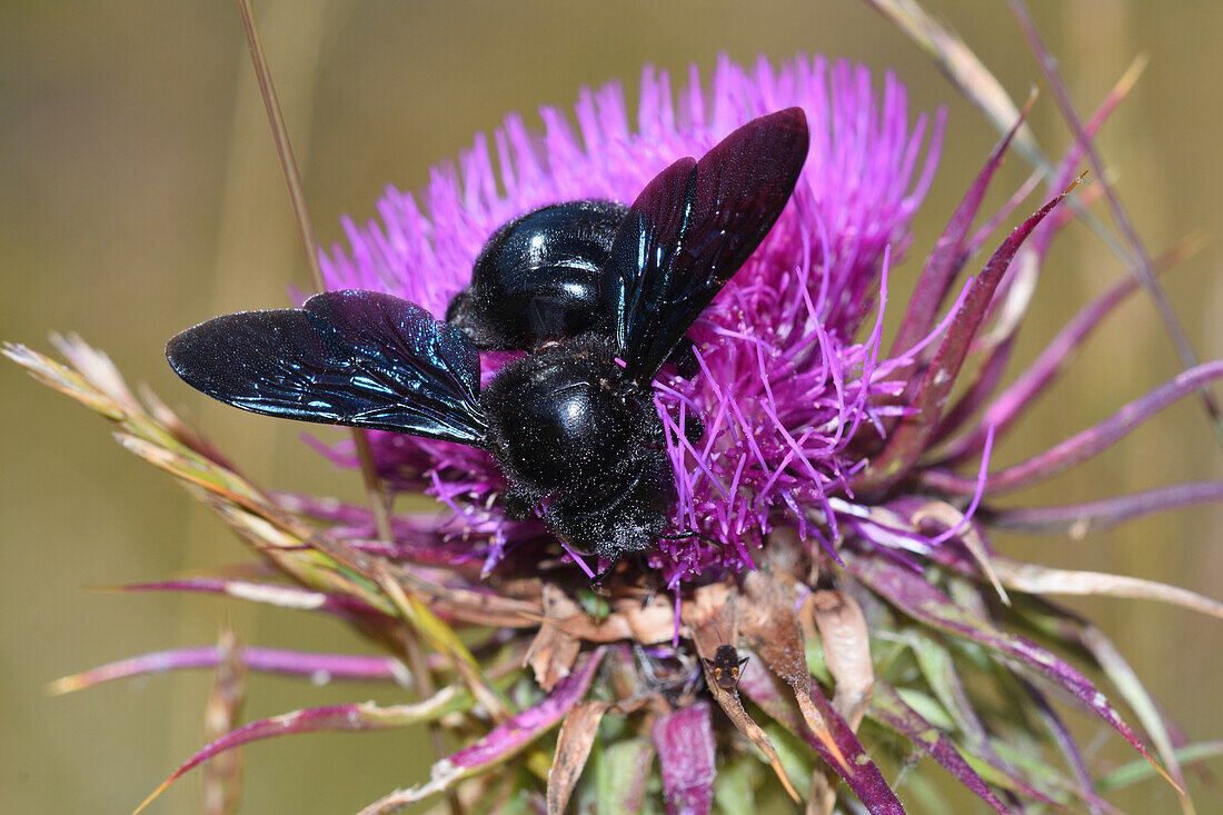 Violet carpenter bee on musk thistle (Carduus nutans)