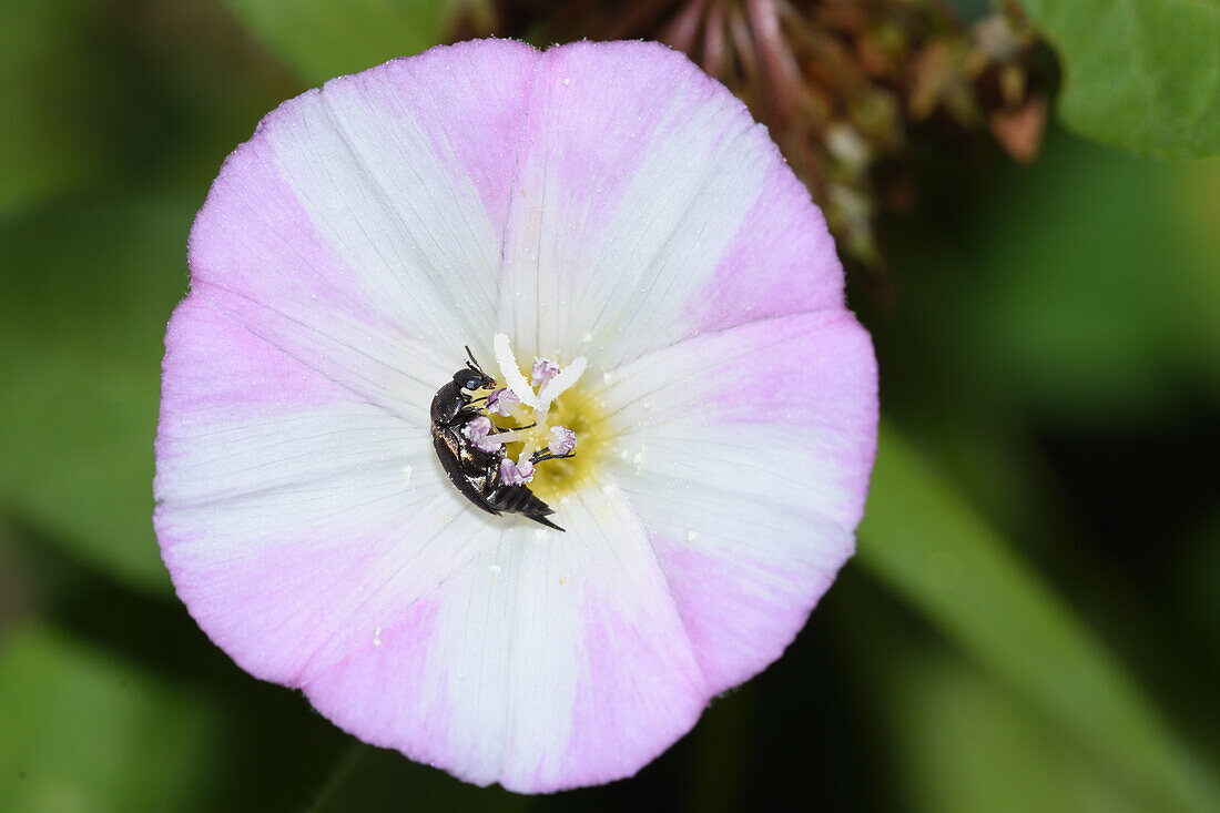 Mordella aculeata beetle on a field bindweed