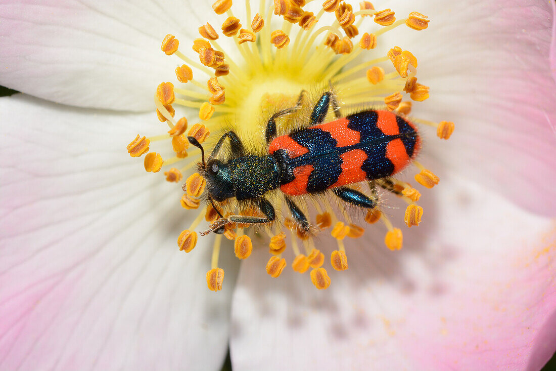Trichodes alvearius beetle on dog rose
