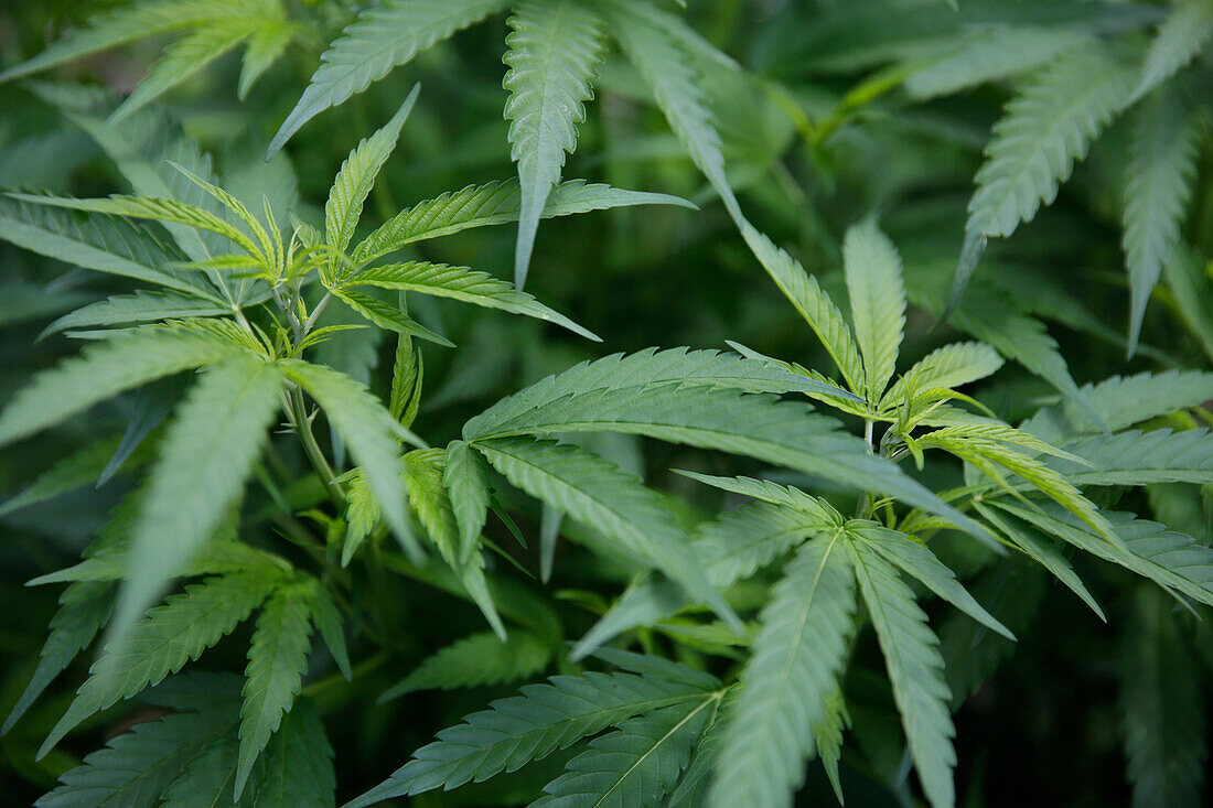 Marijuana growing on a farm