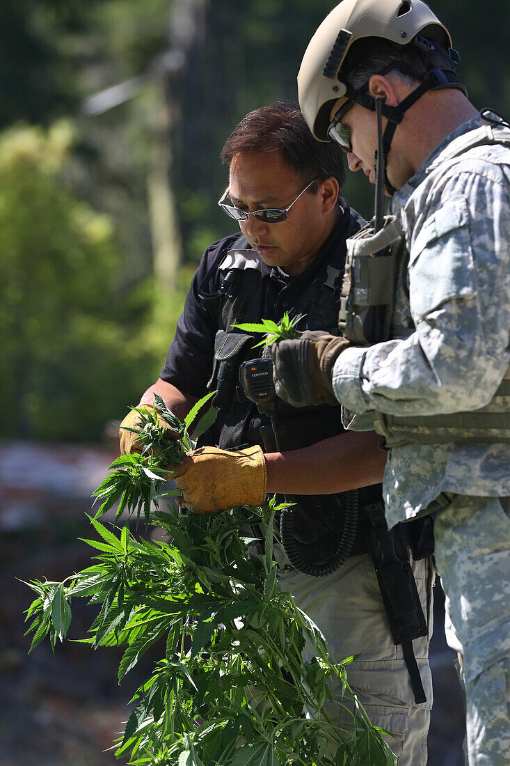 Officer and National Guardsman inspecting marijuana