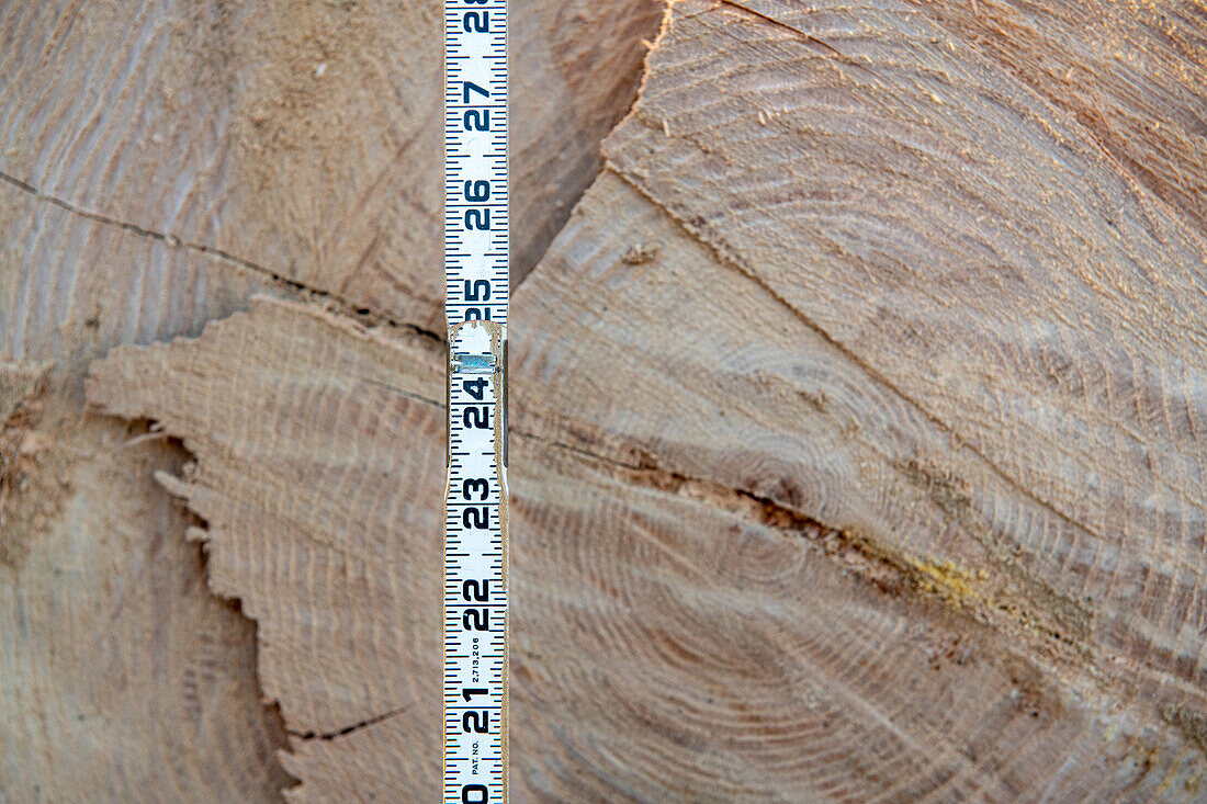 Scaling stick in front of a cut lumber log