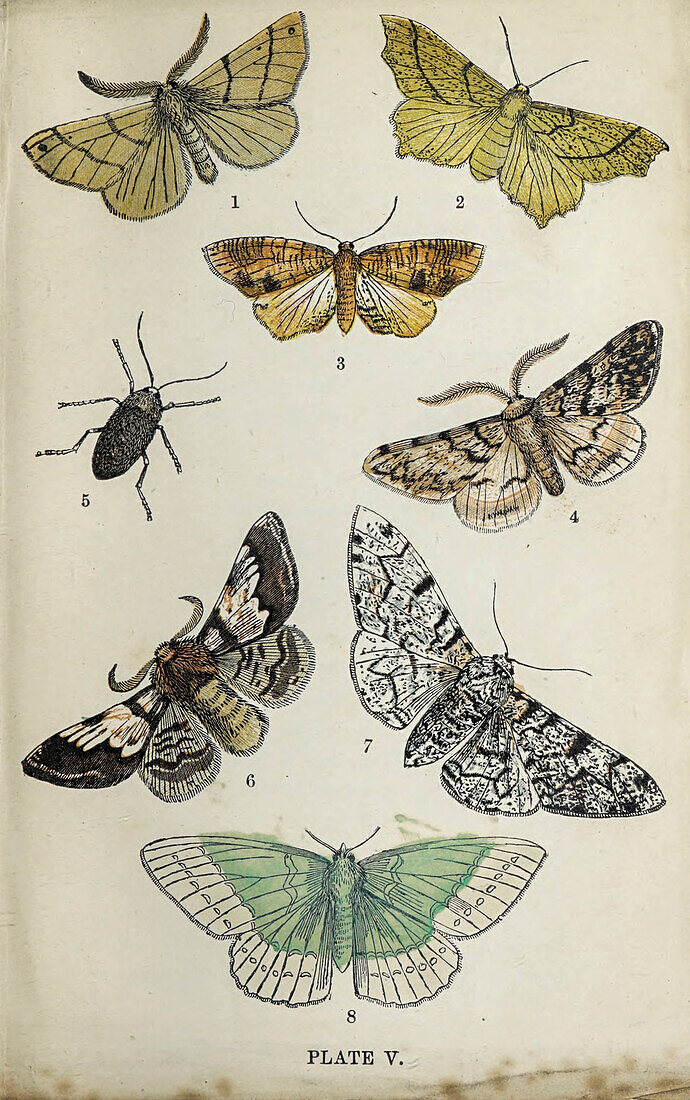 Common moths of England, 19th century illustration