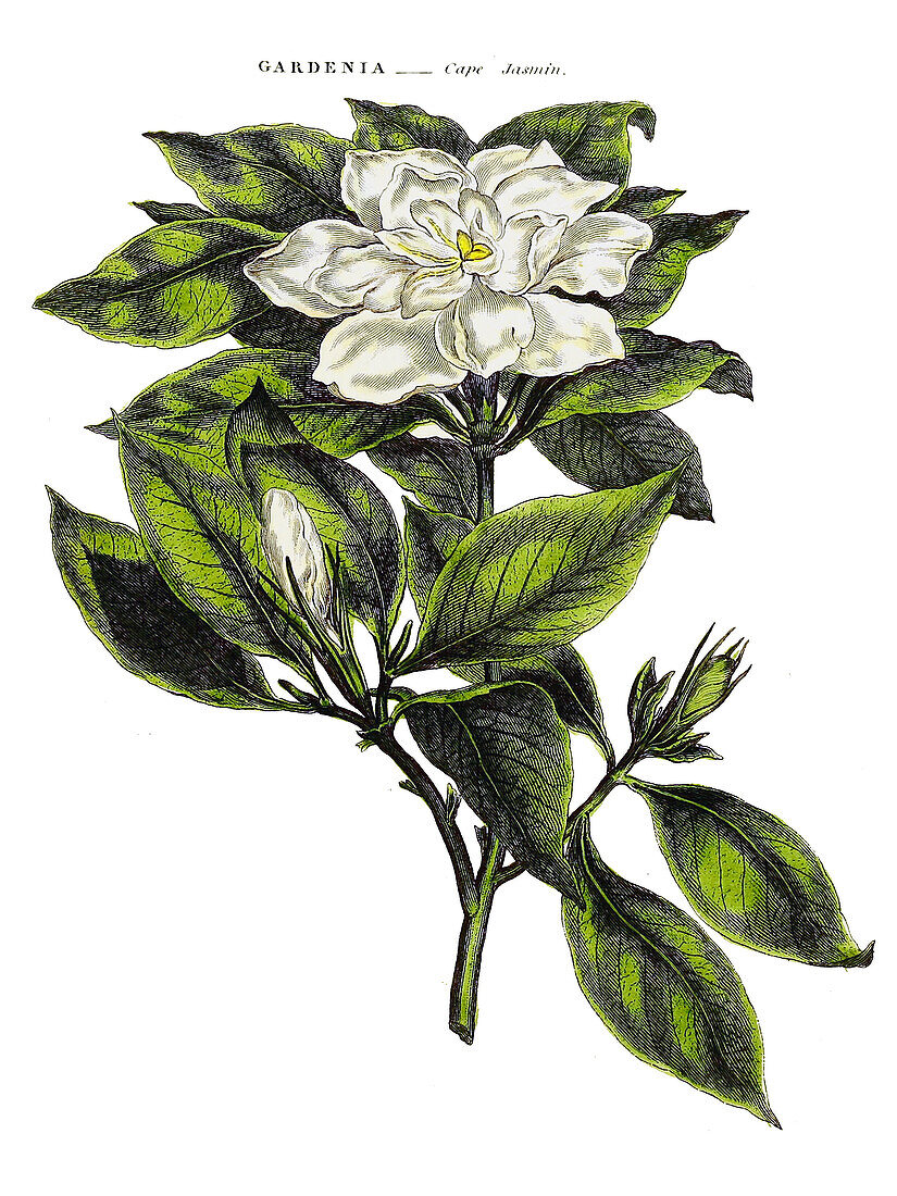 Cape jasmine (Gardenia jasminoides), illustration