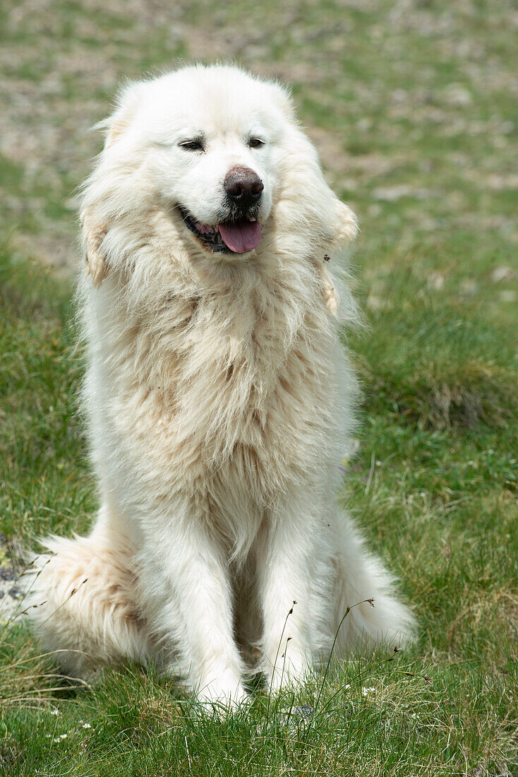 Pyrenean mountain dog