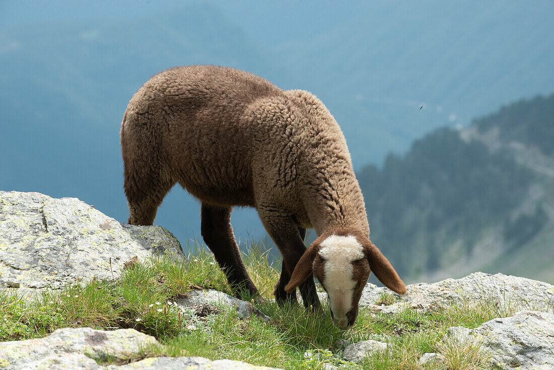 Sheep grazing