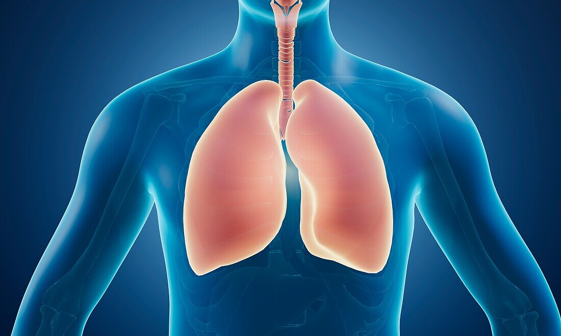Human respiratory system, illustration