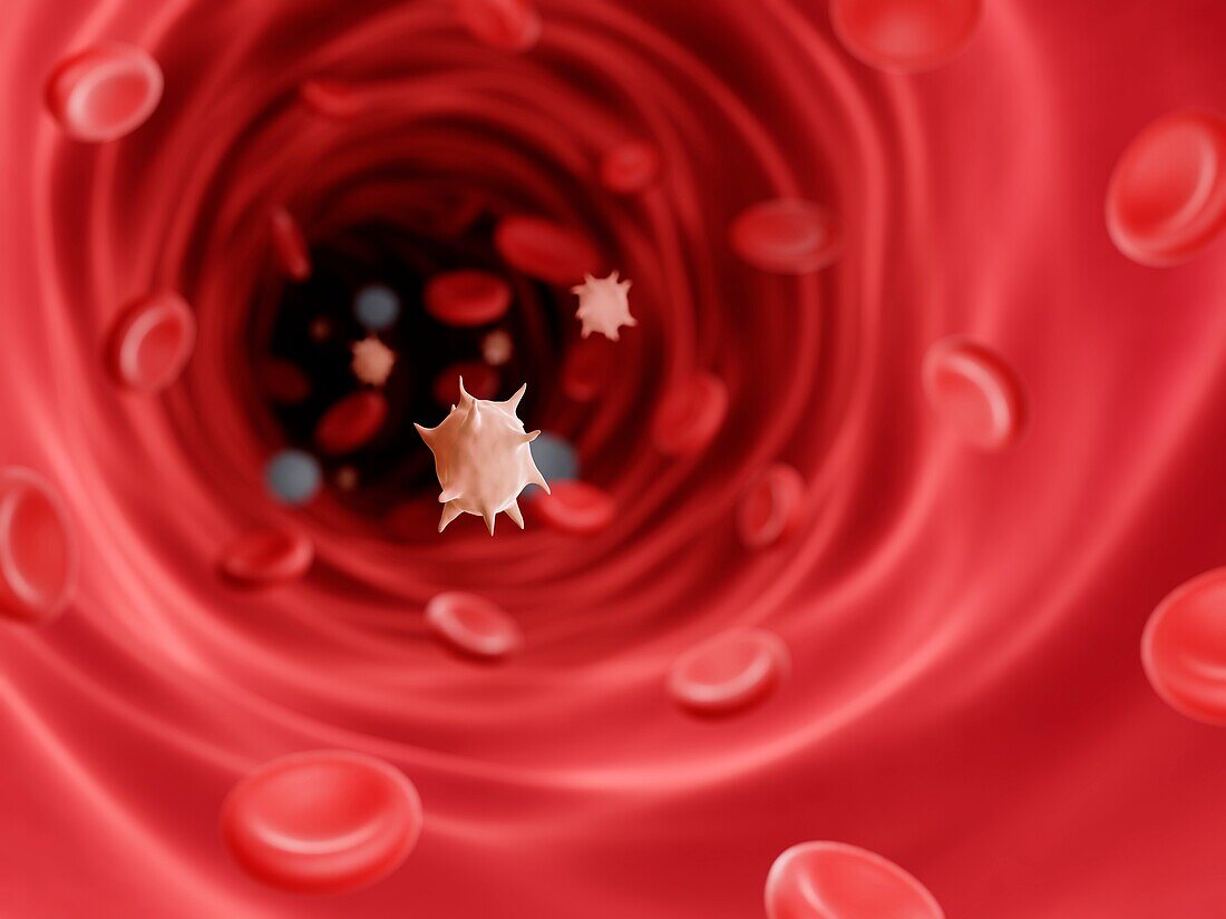 Thrombocyte (platelet), illustration