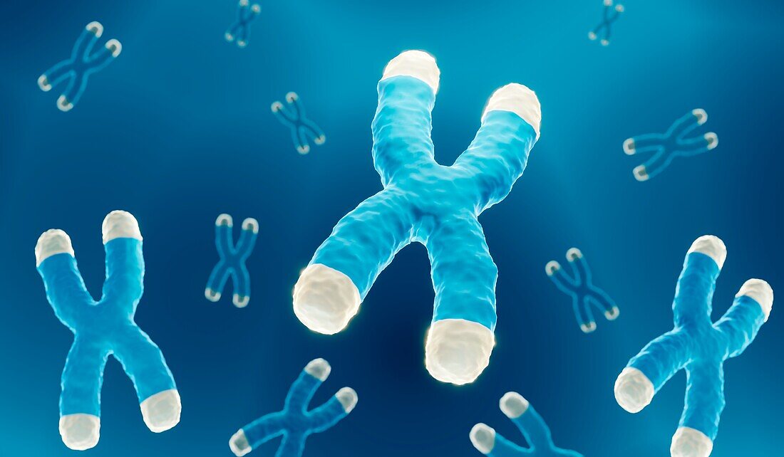 Chromosomes with telomeres, illustration