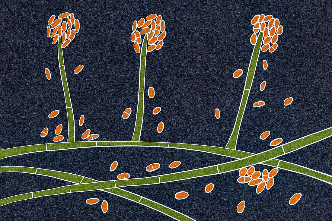 Acremonium mould fungus, illustration