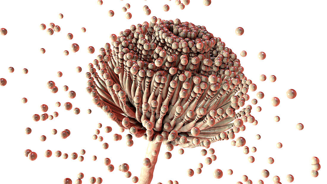 Aspergillus fungus, illustration