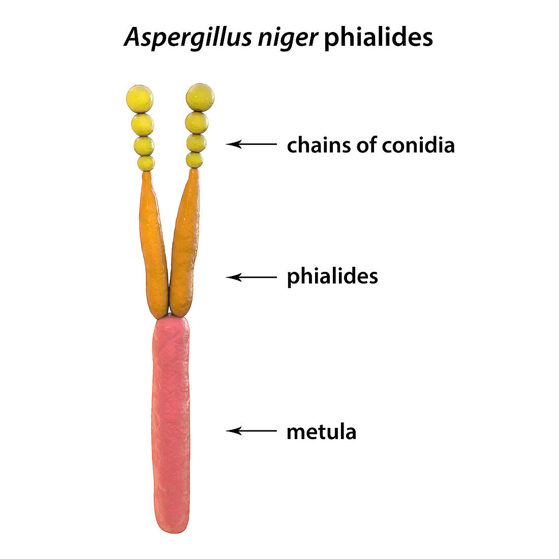 Phialide of Aspergillus niger fungus, illustration
