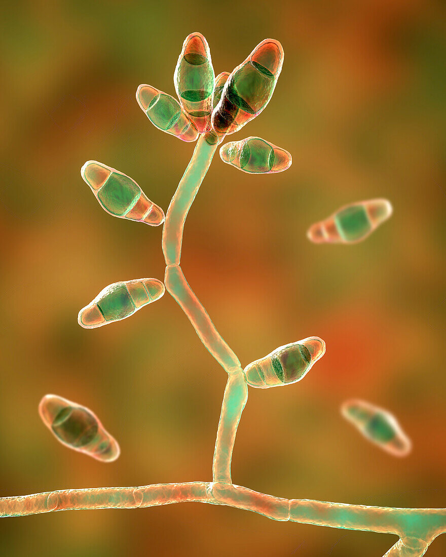 Curvularia mould fungus, illustration