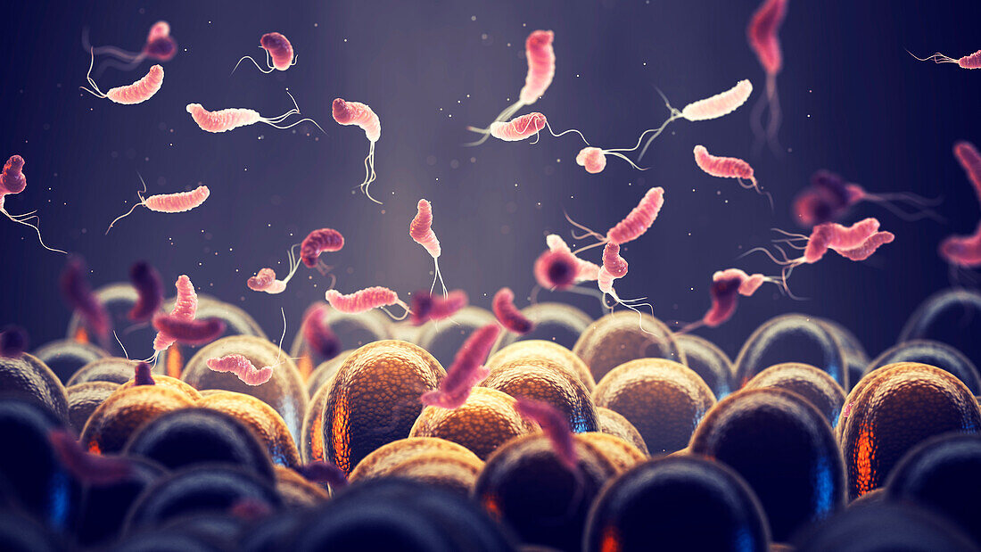 Helicobacter pylori bacteria, illustration