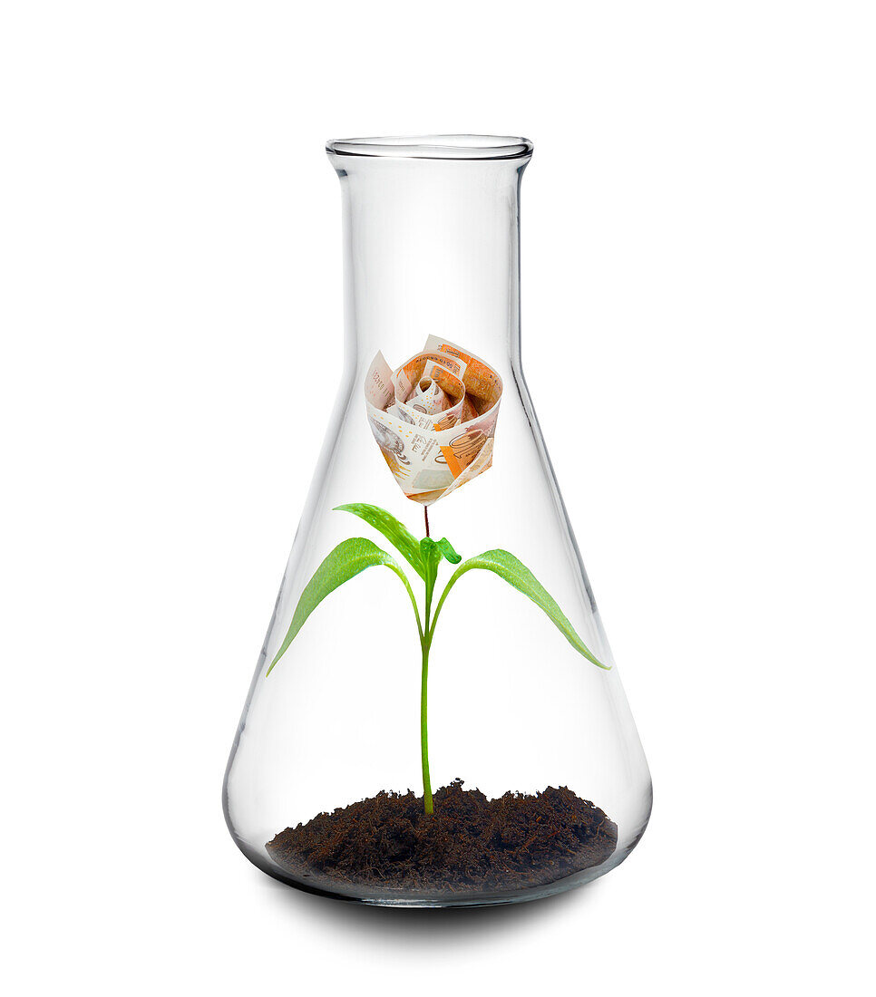 Money flower growing in a flask, conceptual image