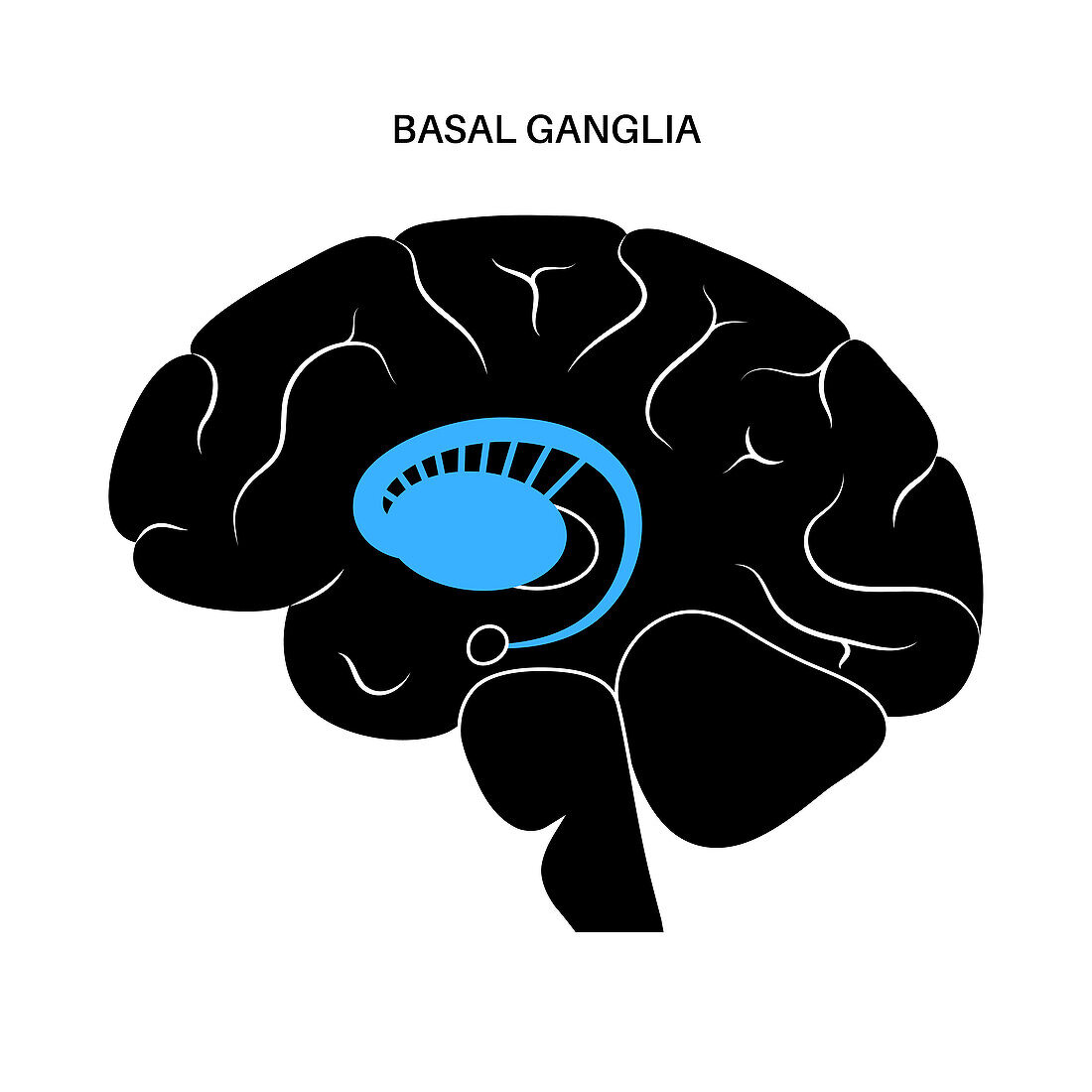 Basal ganglia anatomy, illustration