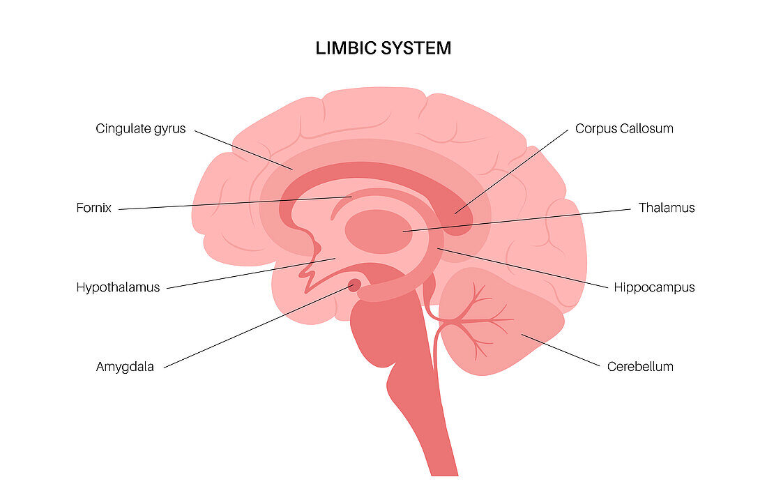 Brain limbic system, illustration
