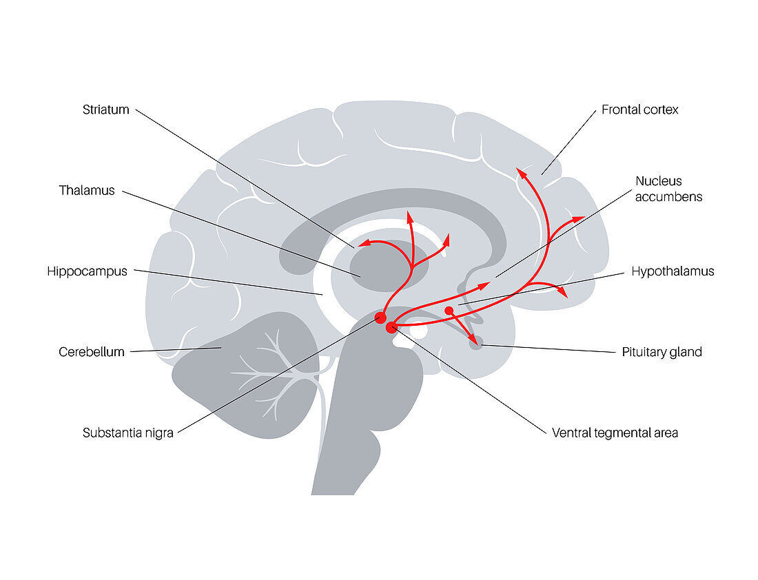 Dopamine pathway, illustration