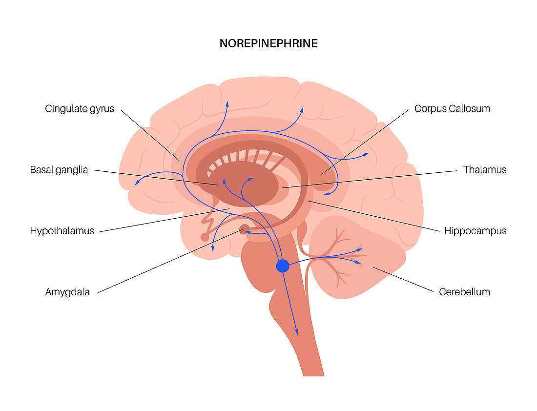 Norepinephrine hormone pathway, illustration