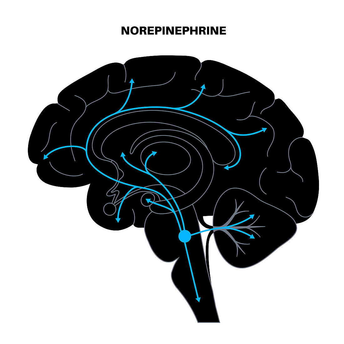 Norepinephrine hormone pathway, illustration