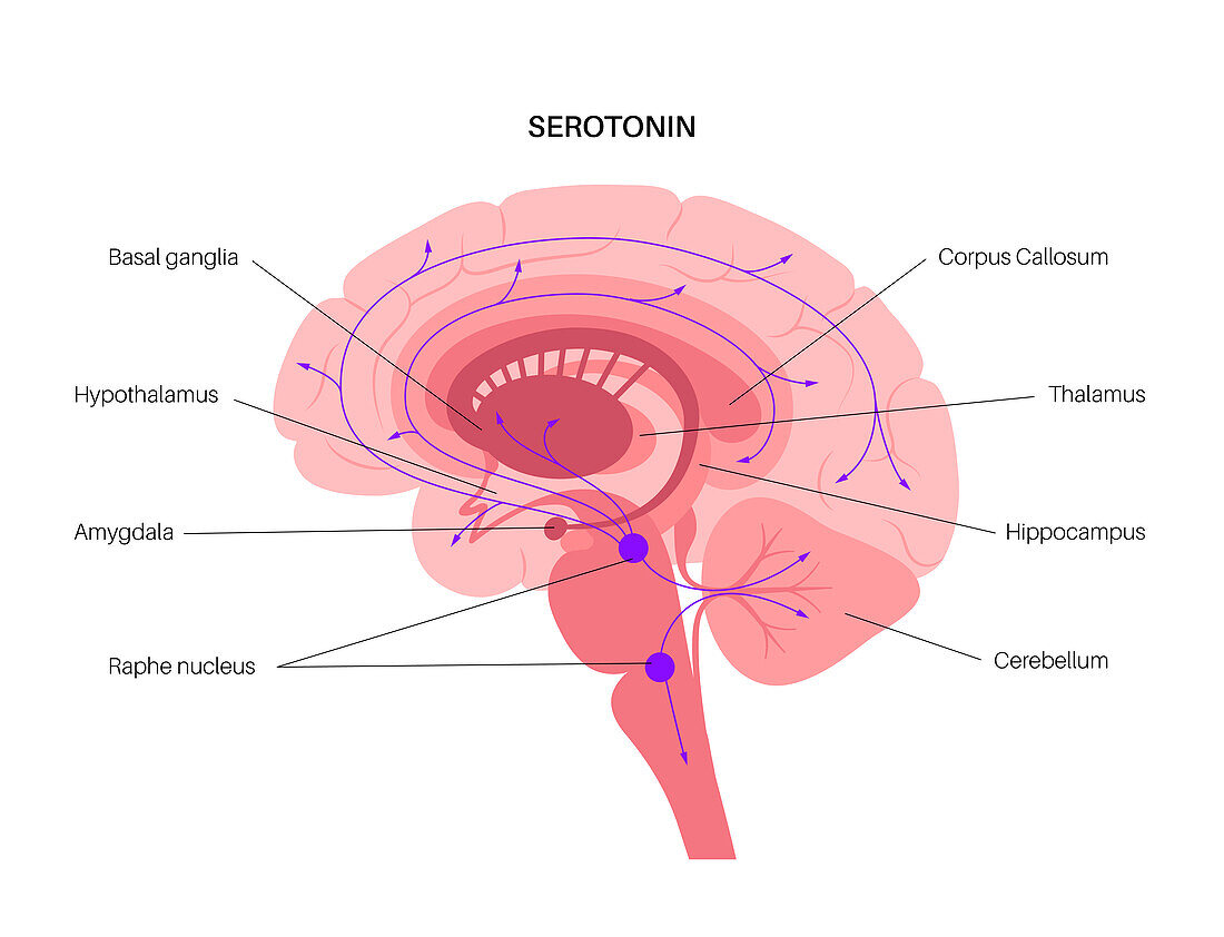 Serotonin pathway in brain, illustration