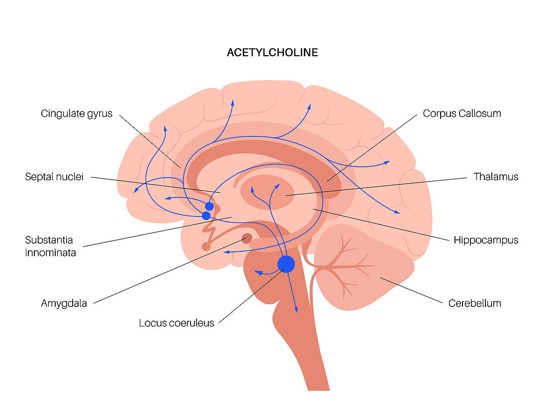 Acetylcholine cholinergic pathway, illustration