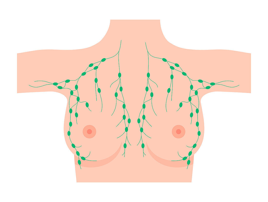 Female chest lymph nodes, illustration