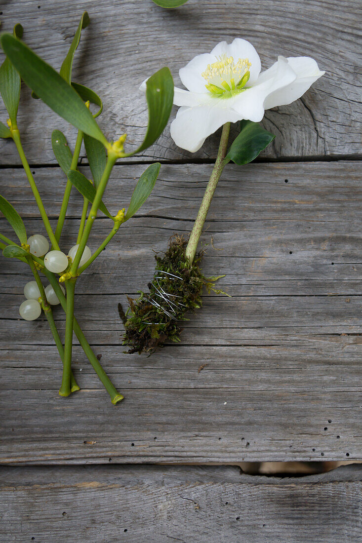 Christrose mit Moos umwickelt