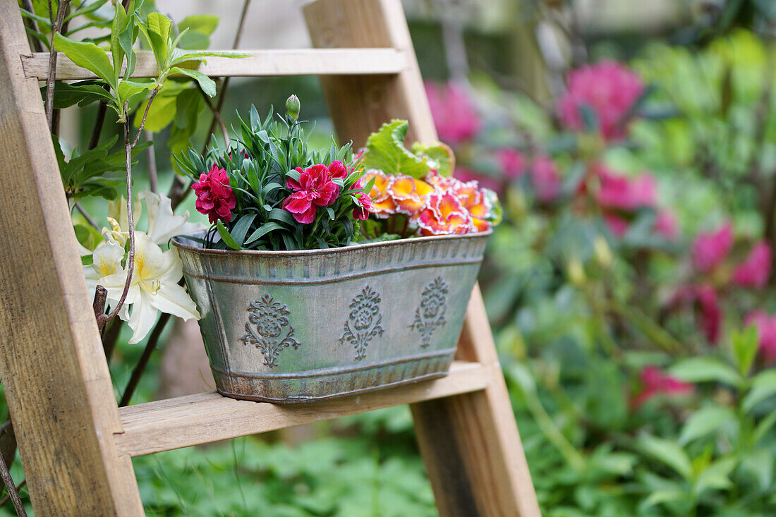 Carnations in a zinc pot on a wooden ladder