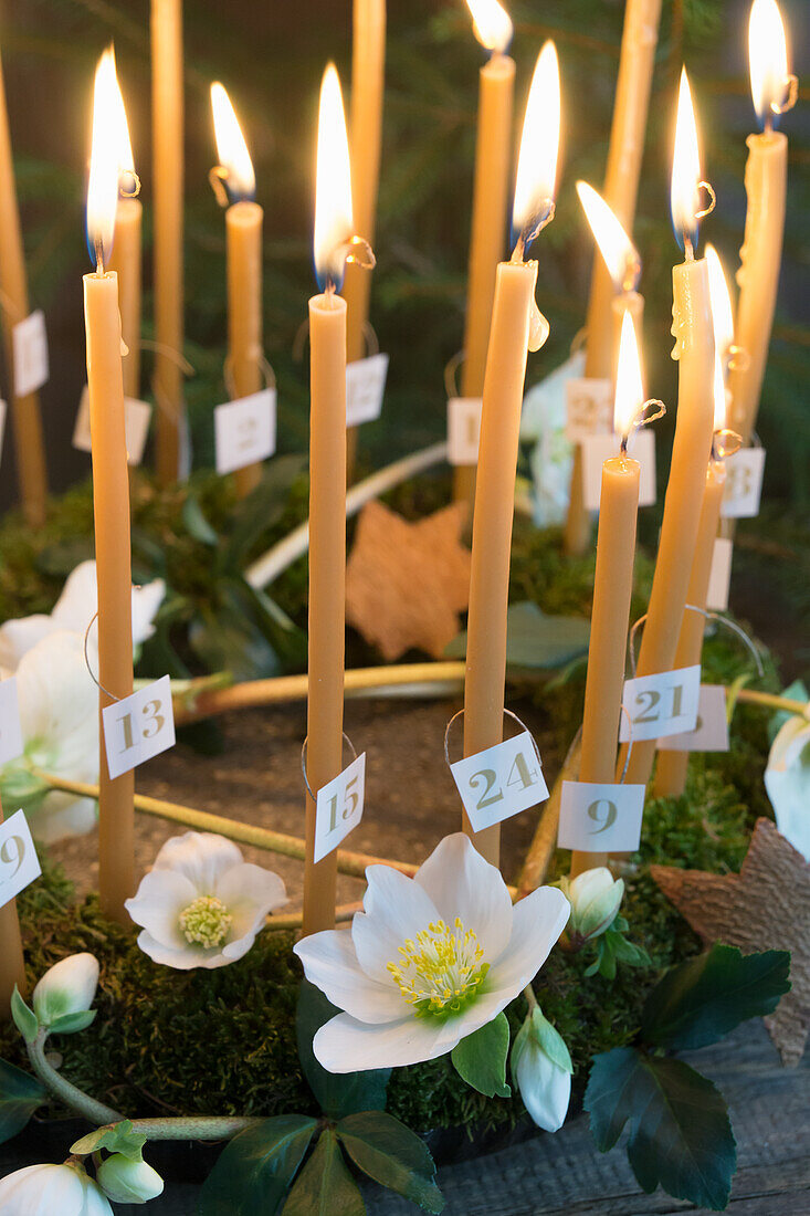 Adventskranz aus Moos mit 24 Honigpeitschen-Kerzen und Christrosen