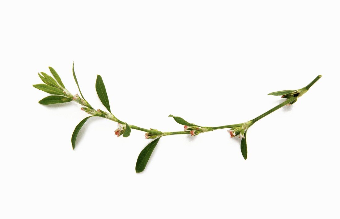 Vogelknöterich (lat.Polygonum aviculare), Zweig mit Blüten