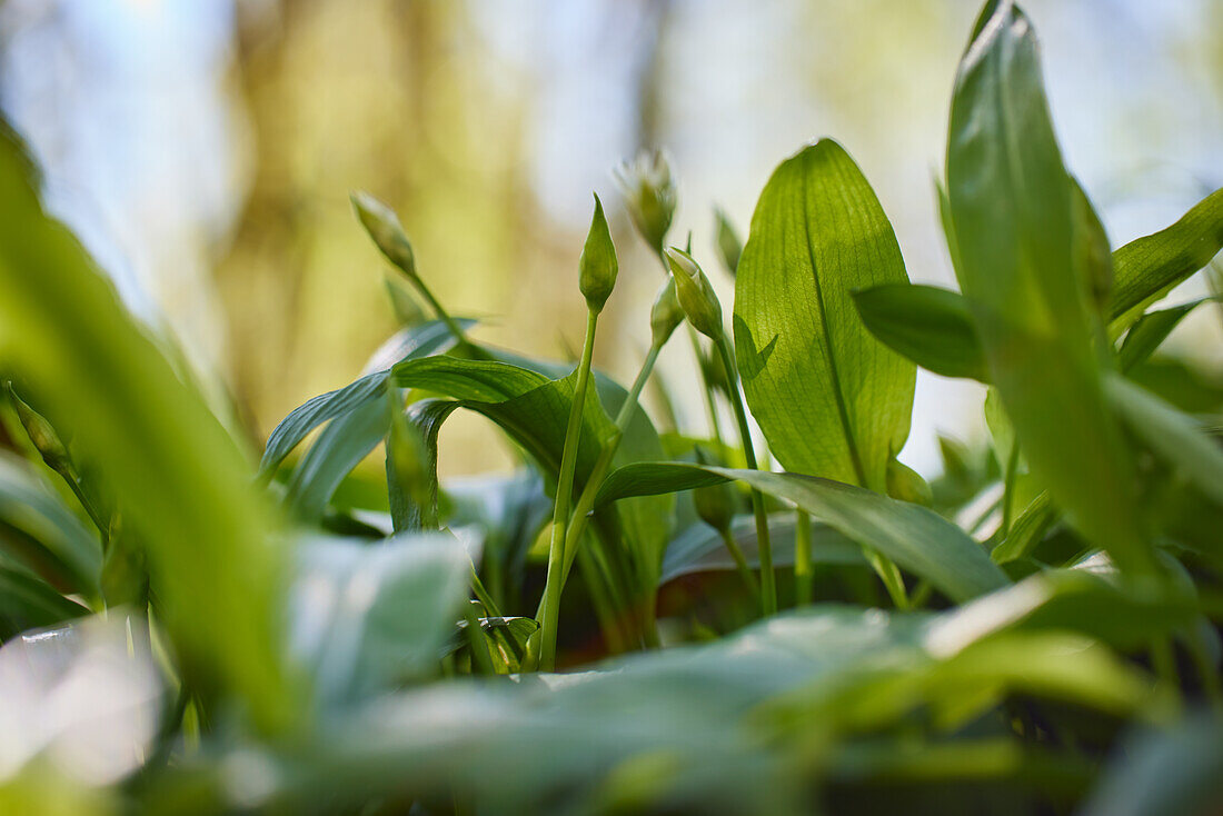 Wild garlic (ramps) on forest soil