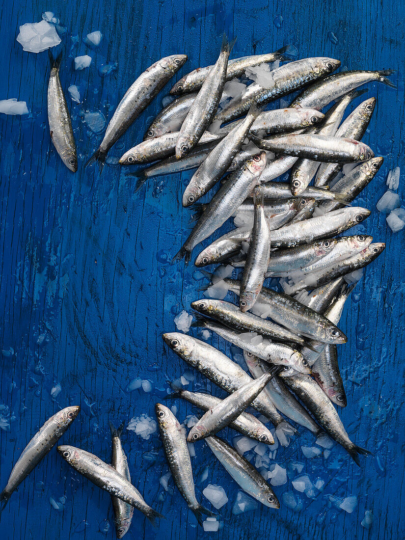 Fresh sardines on a blue base