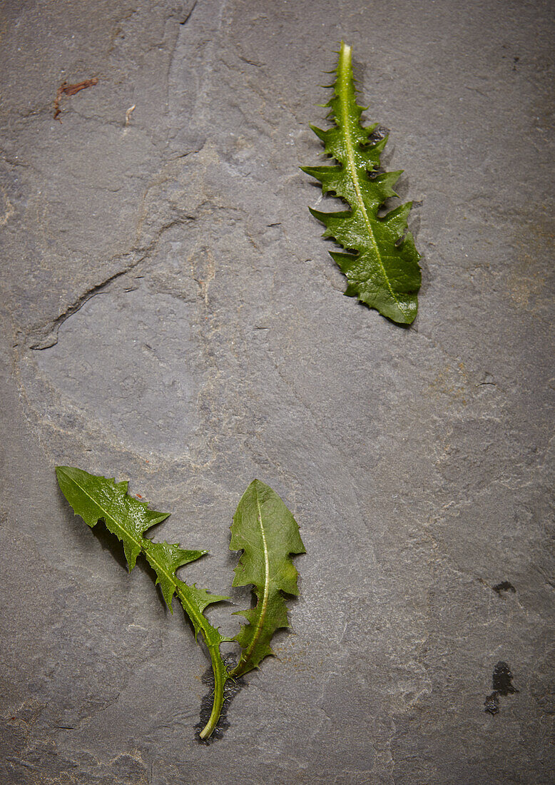 Dandelion, leaves on slate